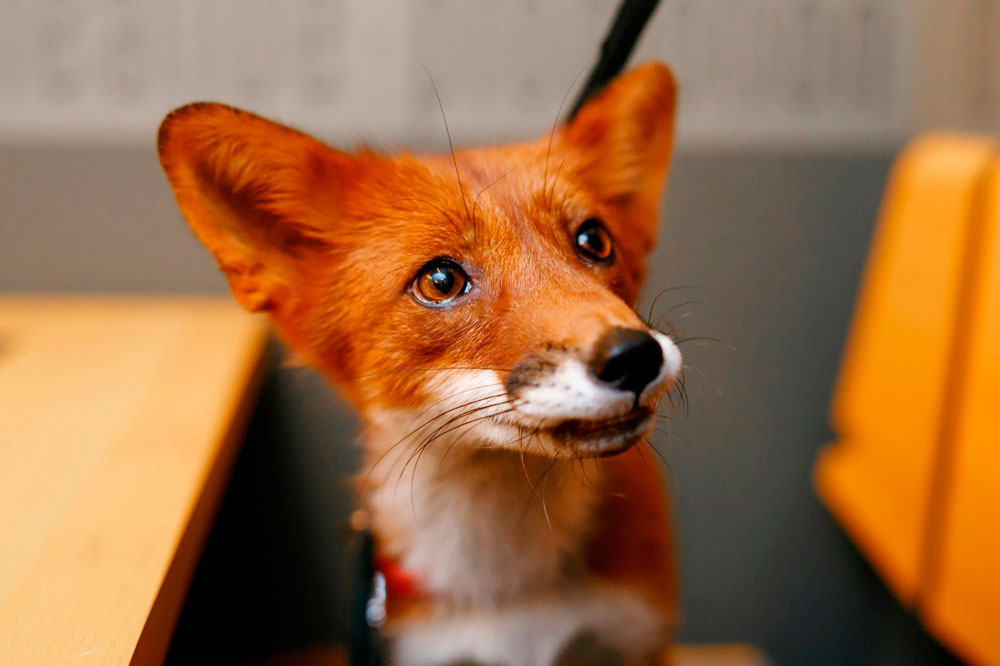 Открытие Falafel fox - фотография № 13