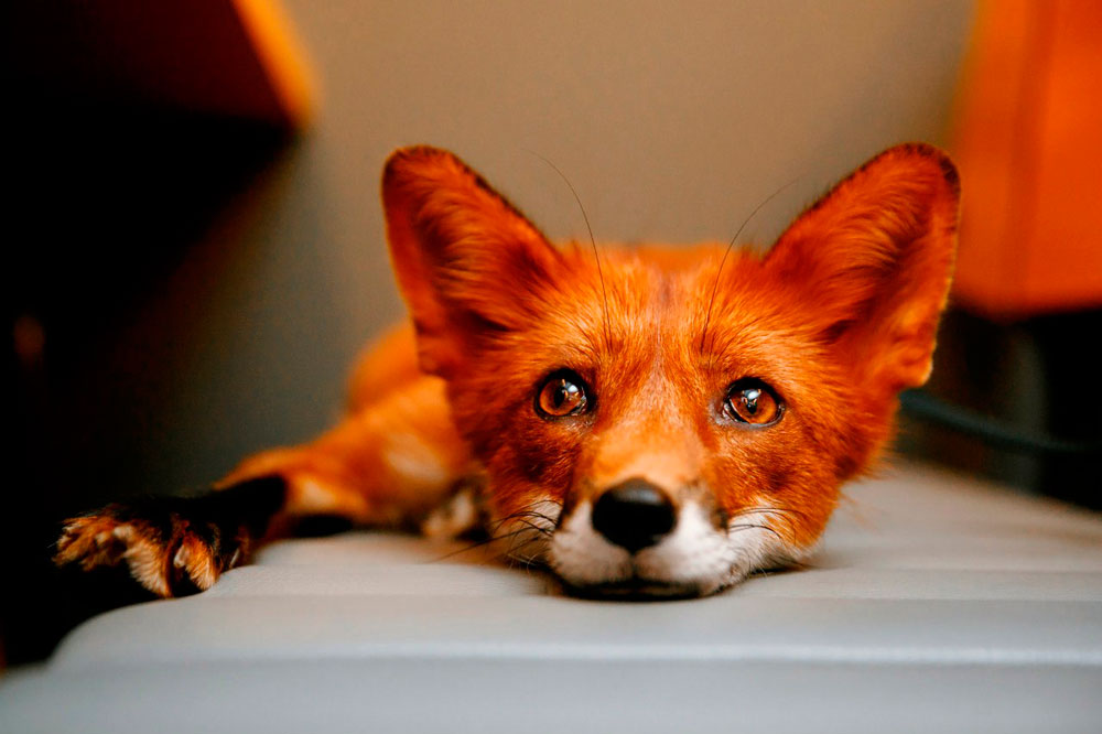 Открытие Falafel fox - фотография № 19