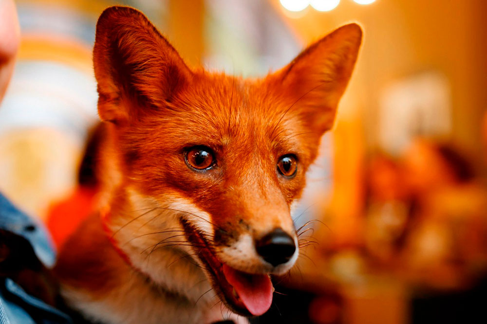 Открытие Falafel fox - фотография № 24