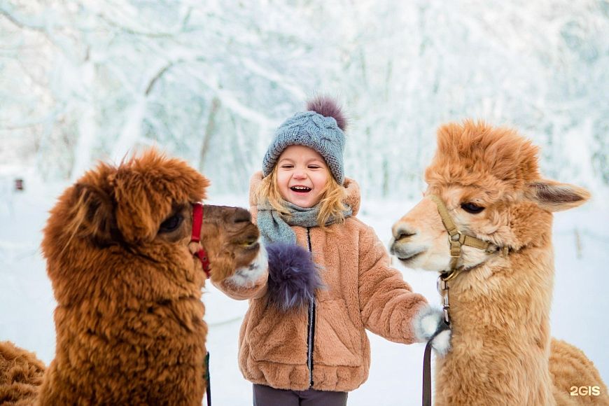 Фотосессия с альпакой