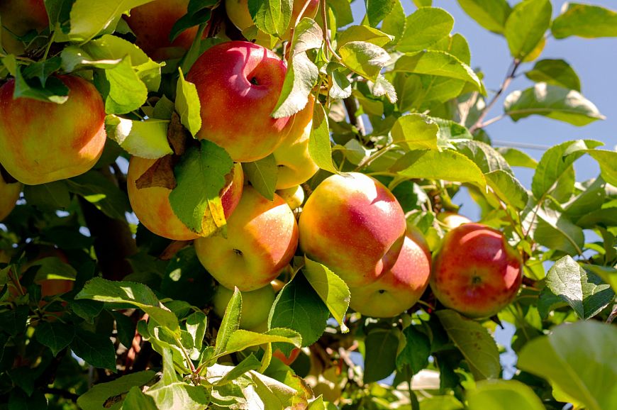 5 лучших продуктов для естественного восстановления легких