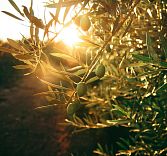 Зеленые оливки против черных: различия, питательная ценность и польза для здоровья