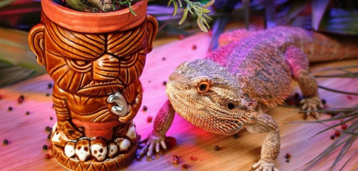 Lizards bar (закрыт) - фотография № 7