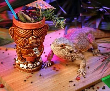 Lizards bar (закрыт)